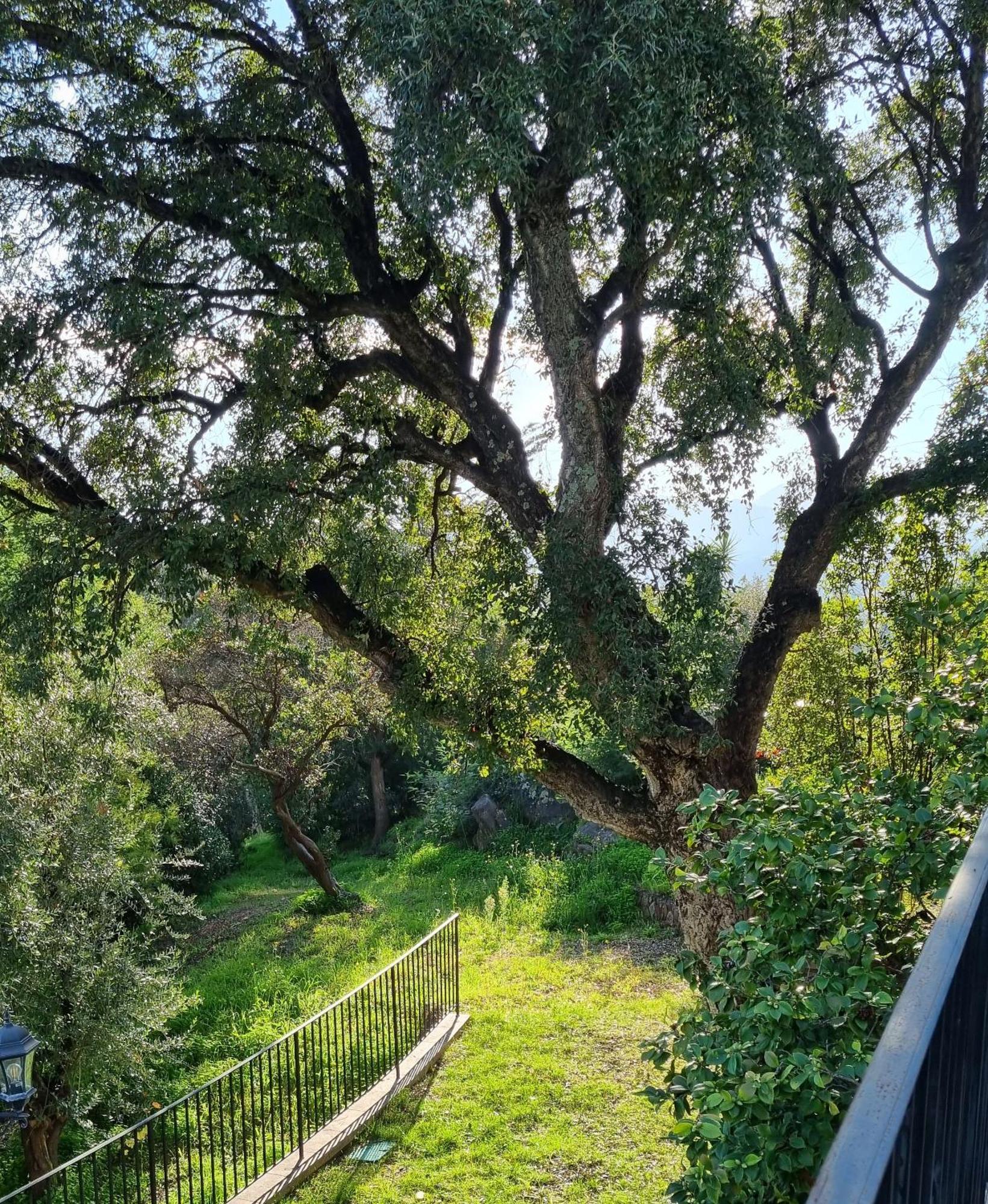 Villa Les Roches Mandelieu Esterno foto
